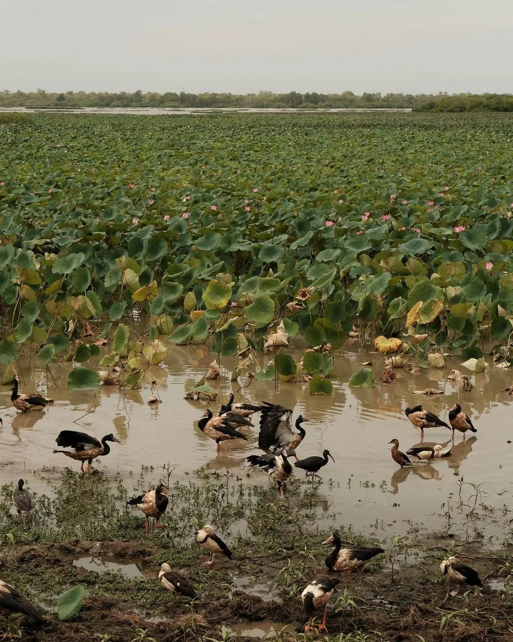 lefleuveencouleurs | How Big Are the Mamukala Wetlands?