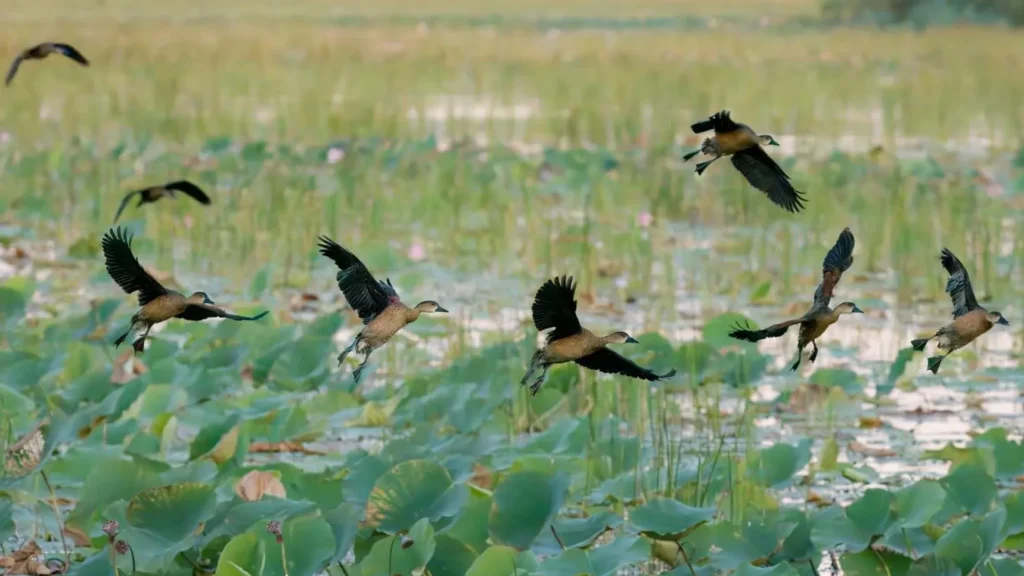 lefleuveencouleurs|How Big Are the Mamukala Wetlands?