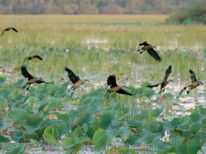 How Big Are the Mamukala Wetlands