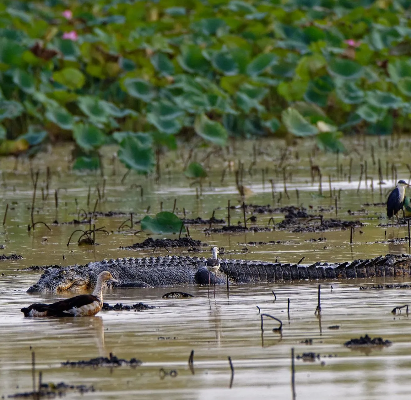 lefleuveencouleurs | How Big Are the Mamukala Wetlands?