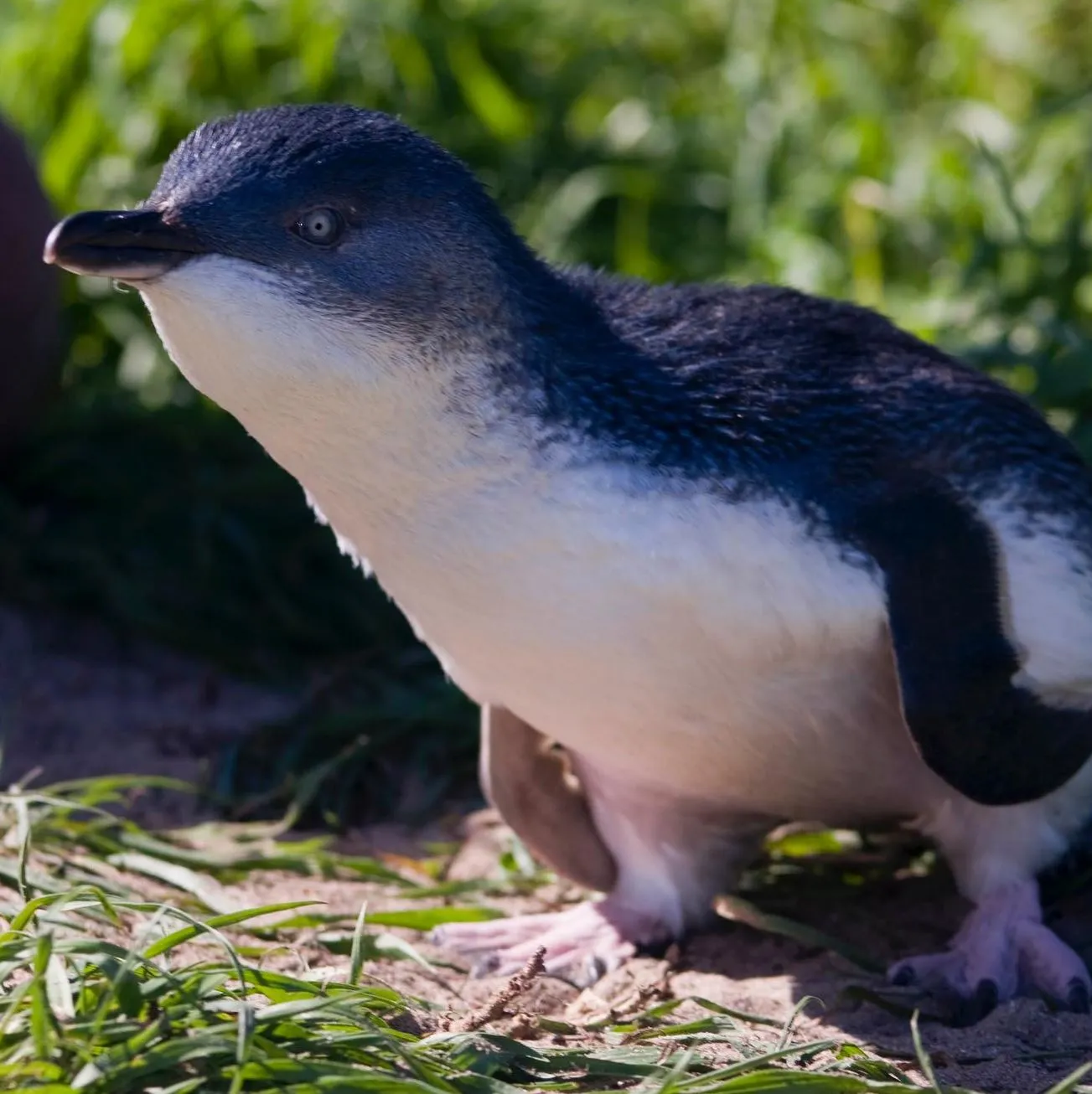 lefleuveencouleurs | Can You See Penguins Along the Great Ocean Road?
