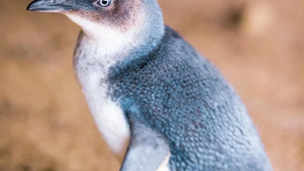 lefleuveencouleurs|Can You See Penguins Along the Great Ocean Road?