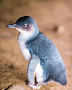 Can You See Penguins Along the Great Ocean Road