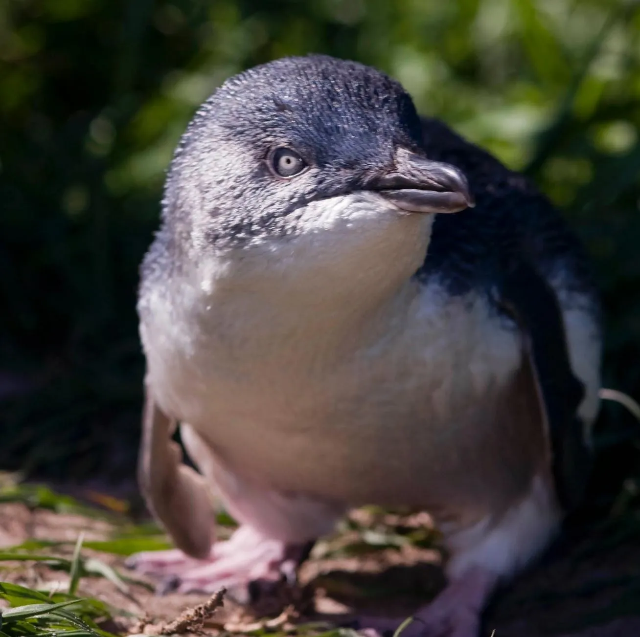 lefleuveencouleurs | Can You See Penguins Along the Great Ocean Road?