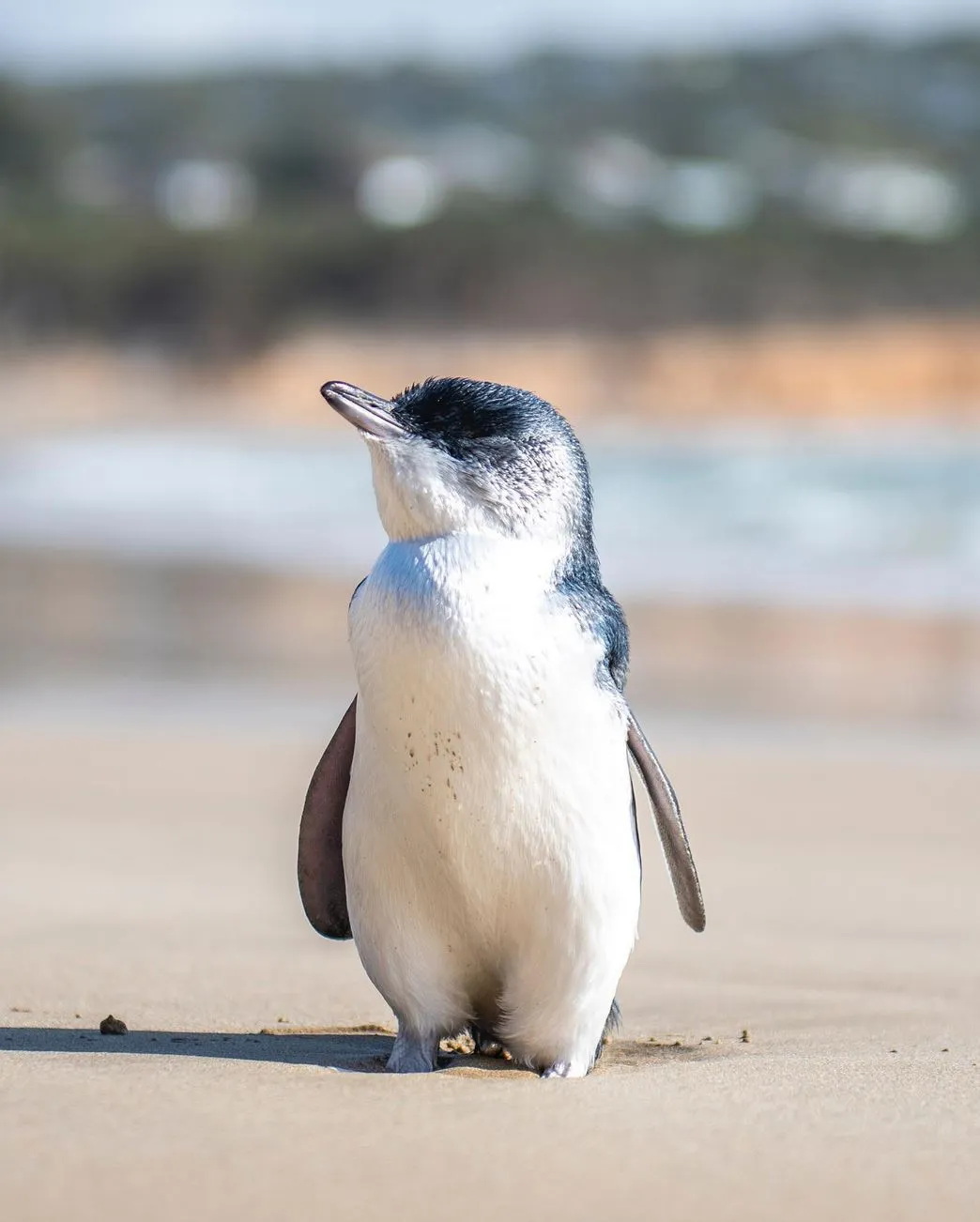 lefleuveencouleurs | Can You See Penguins Along the Great Ocean Road?