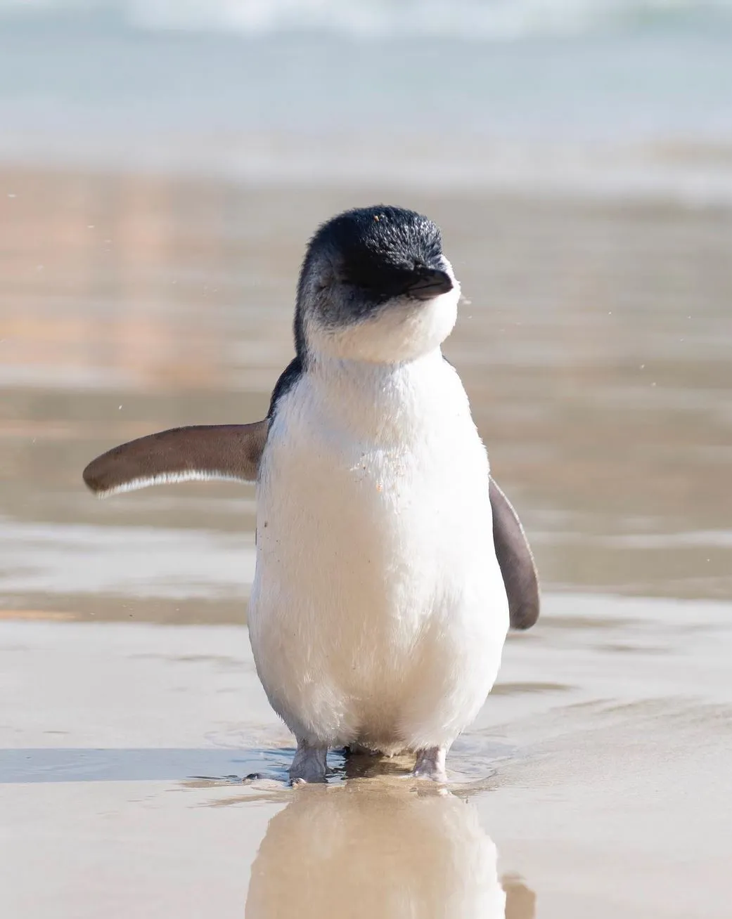 lefleuveencouleurs | Can You See Penguins Along the Great Ocean Road?