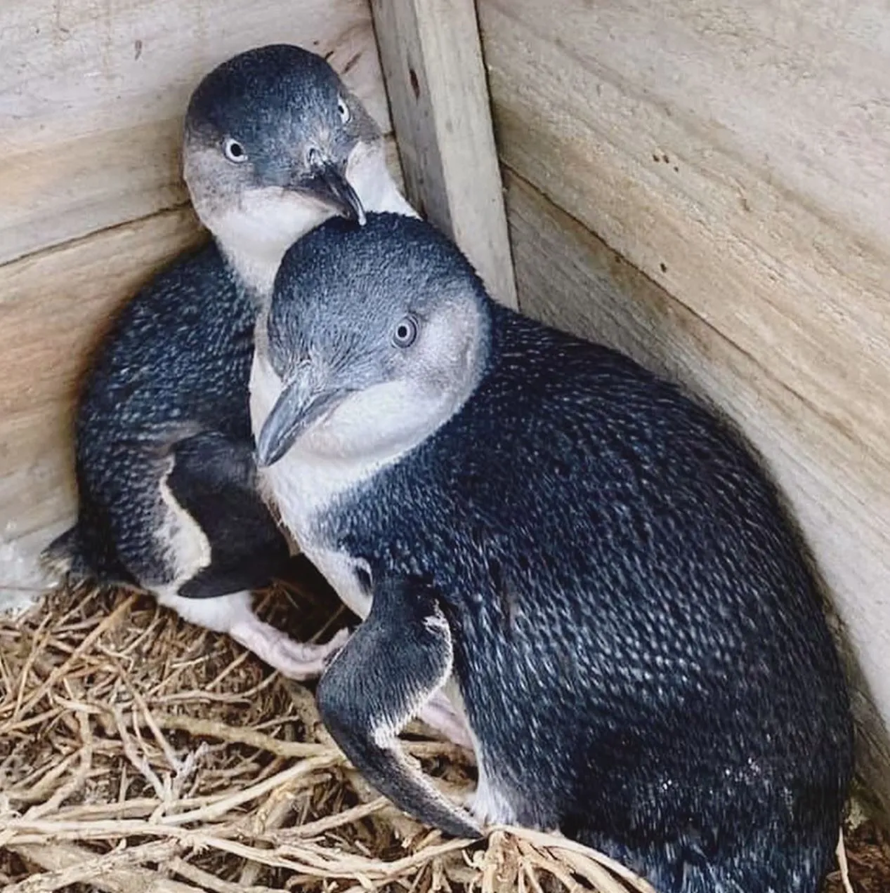 lefleuveencouleurs | Can You See Penguins Along the Great Ocean Road?